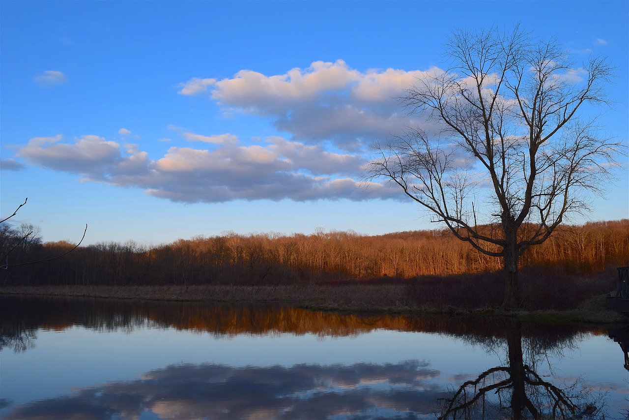 tree  nature  landscape free photo