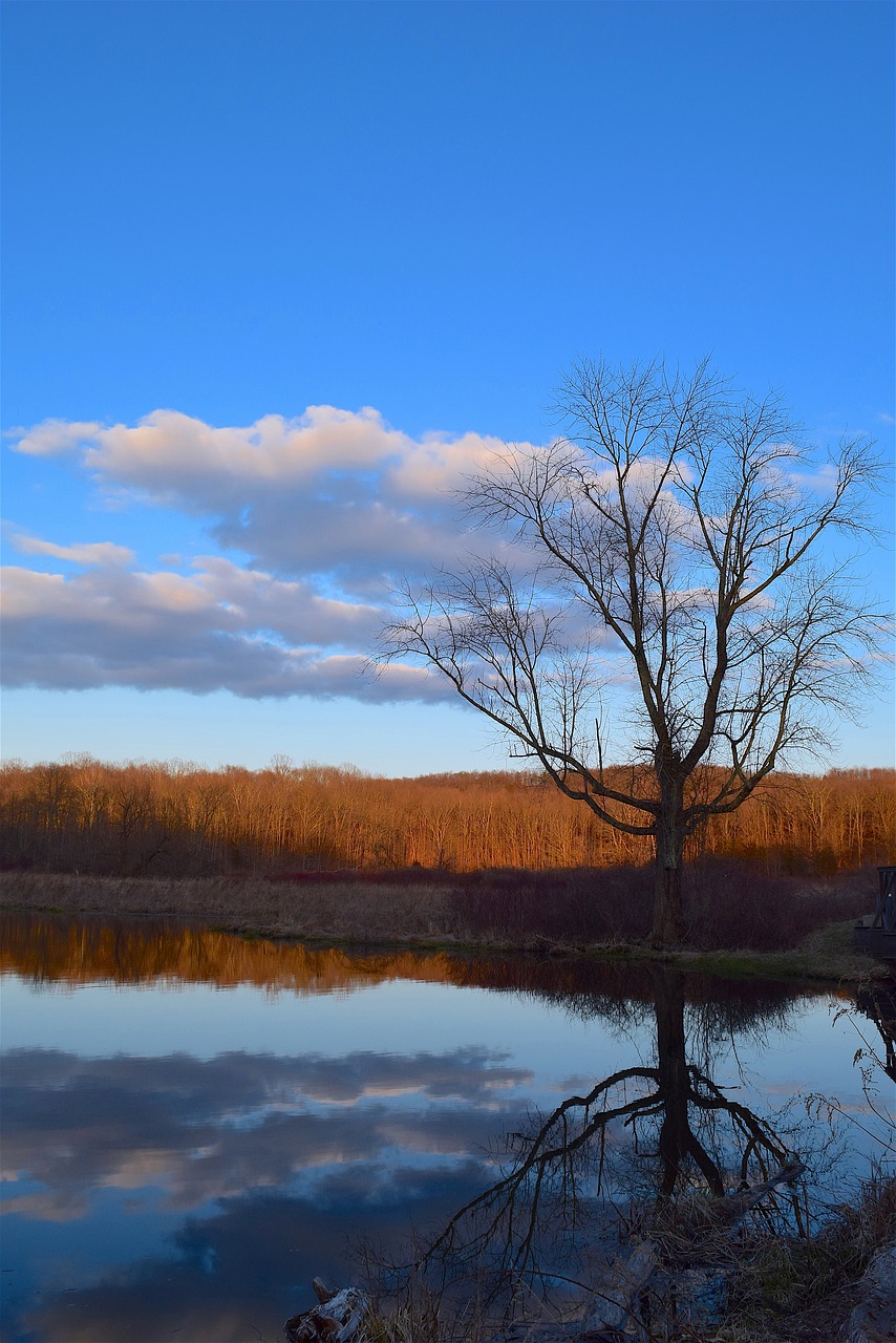 tree  nature  landscape free photo