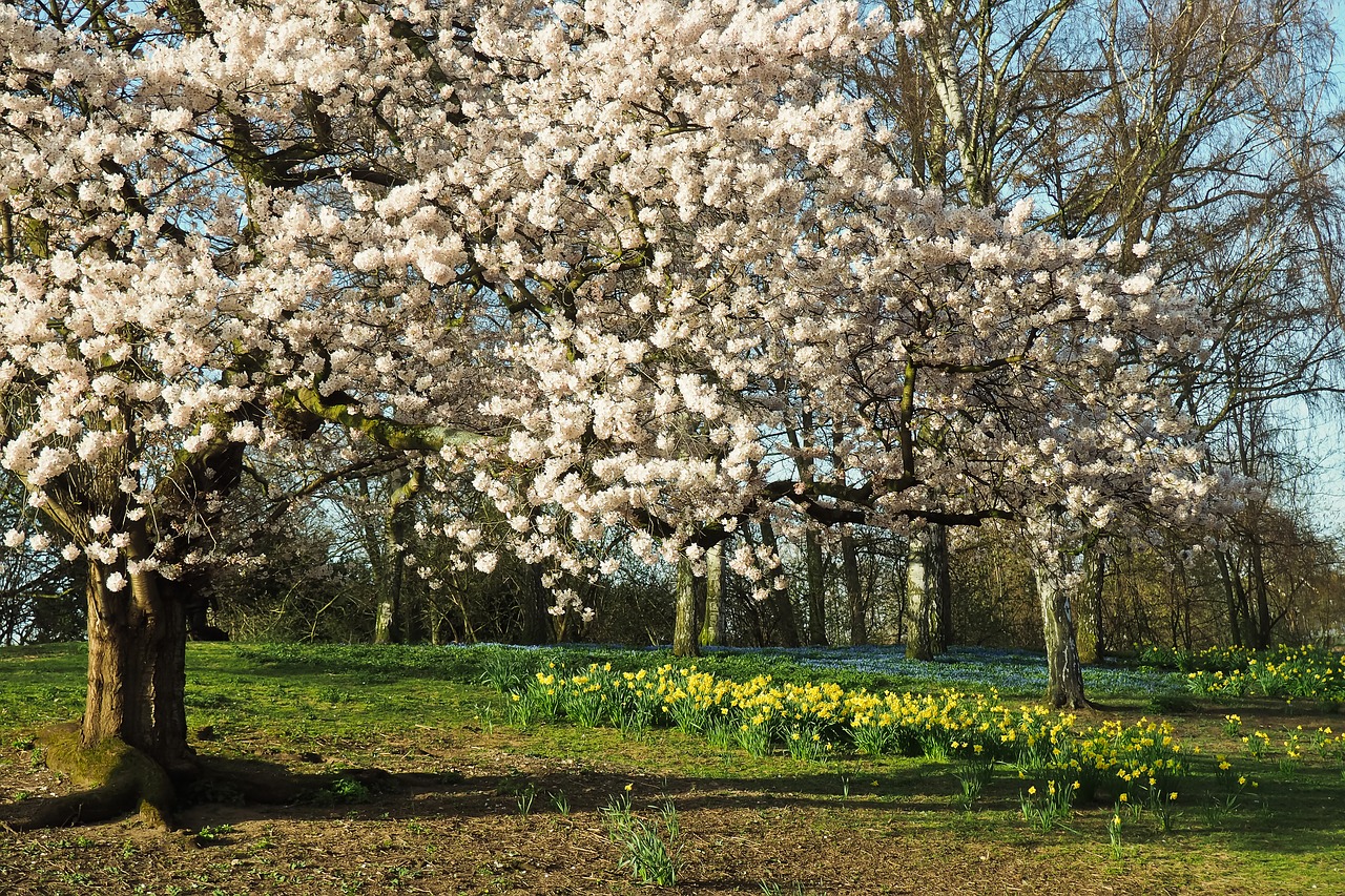 tree  season  nature free photo