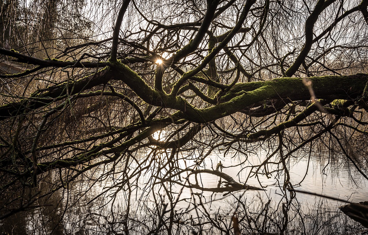 tree  branch  wood free photo