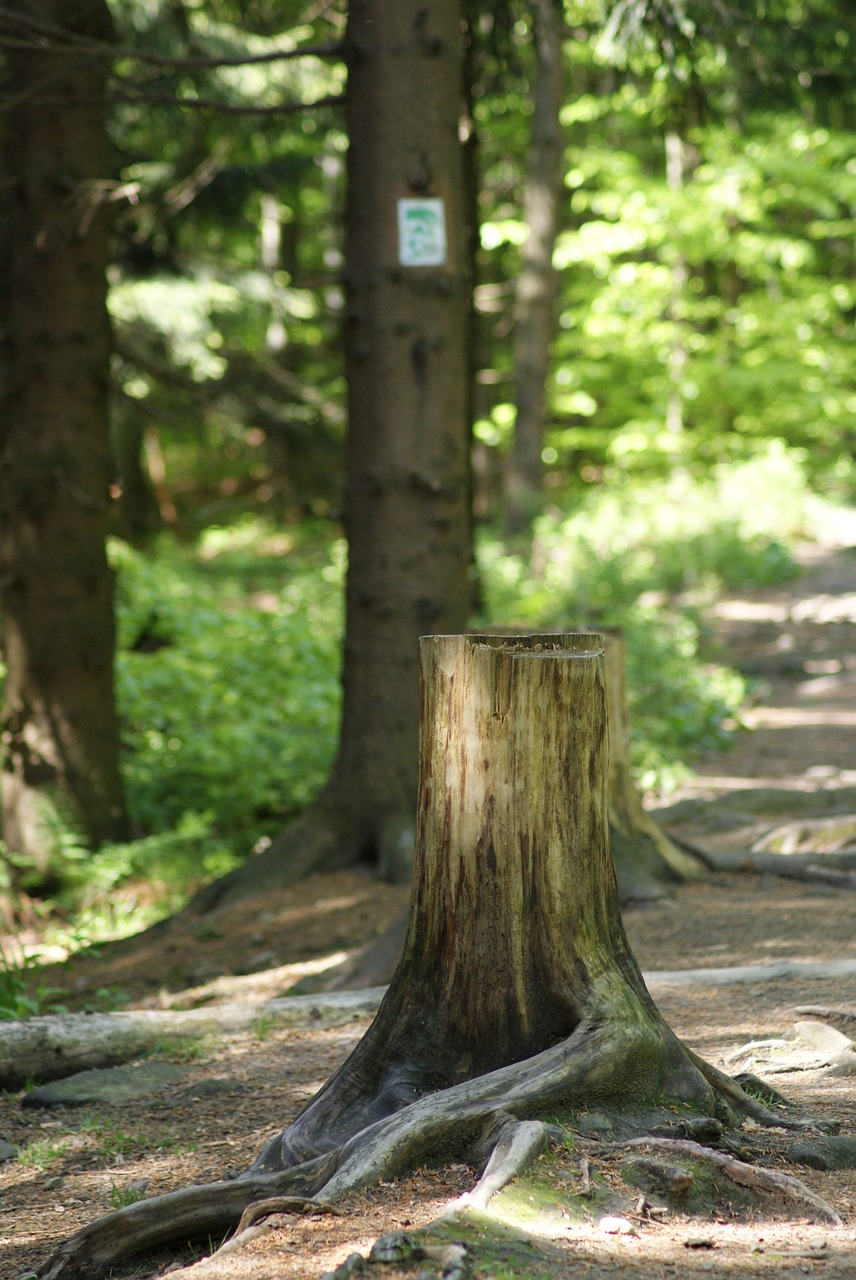 tree  nature  at the court of free photo