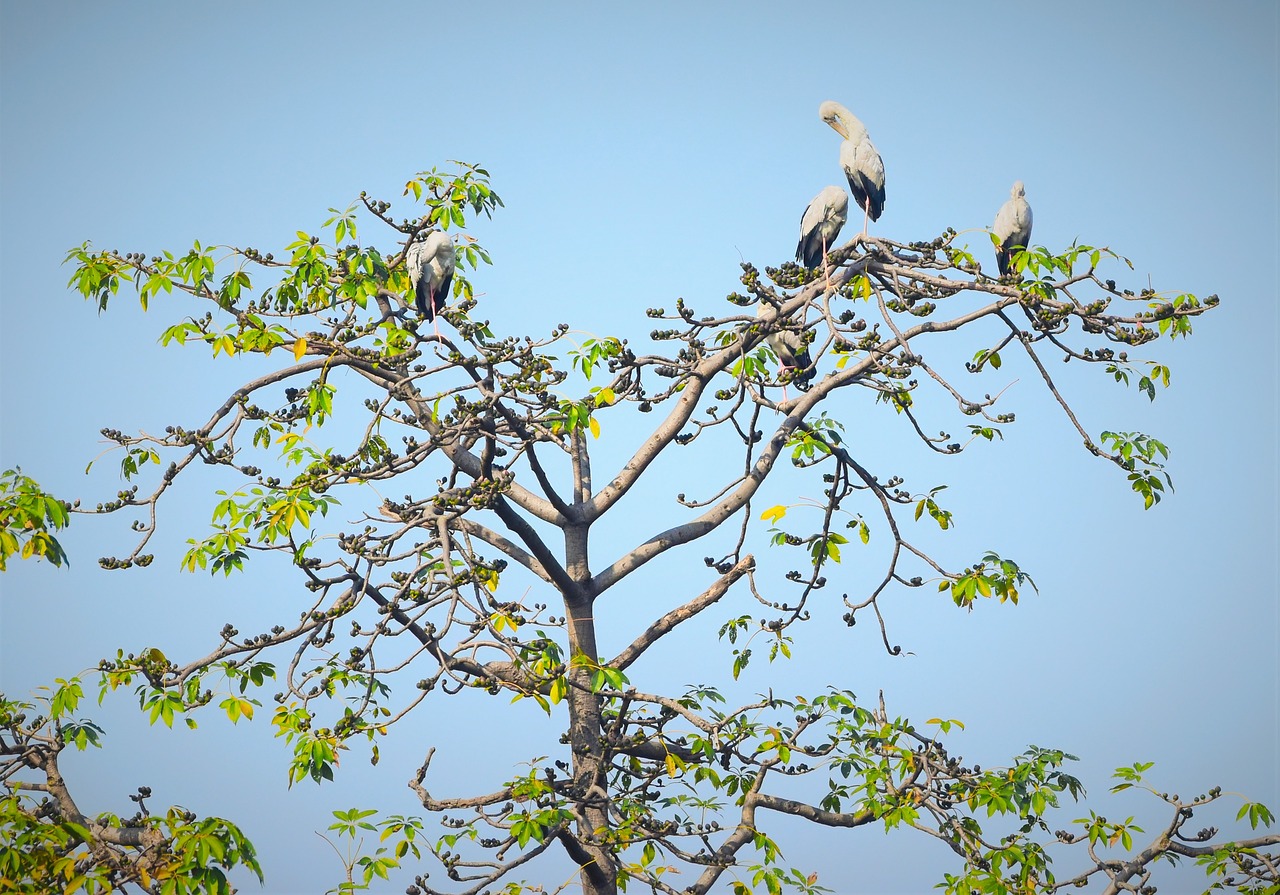 tree  nature  branch free photo