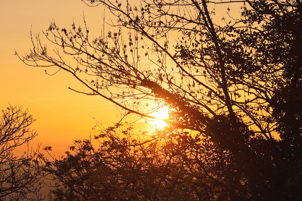 tree  nature  dawn free photo