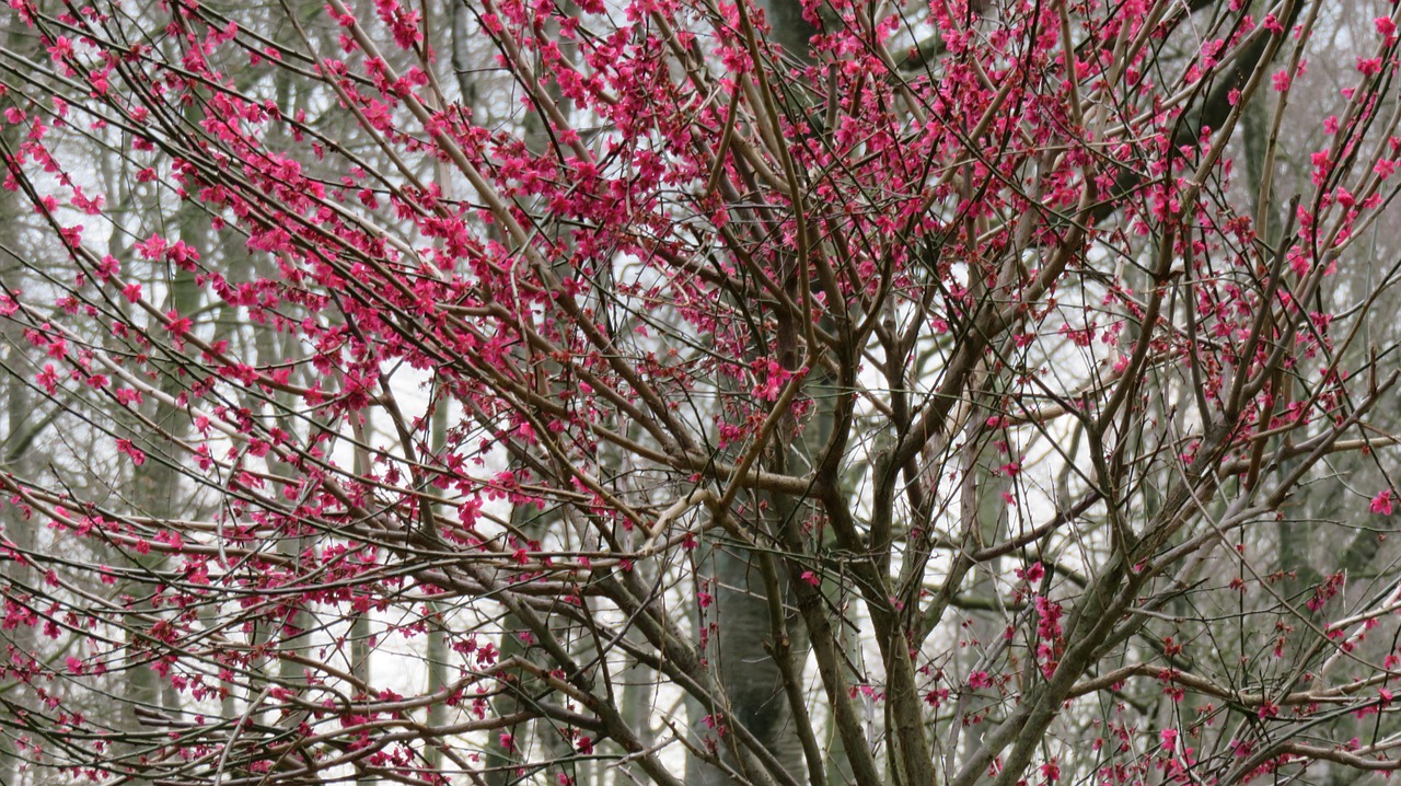 tree  season  nature free photo