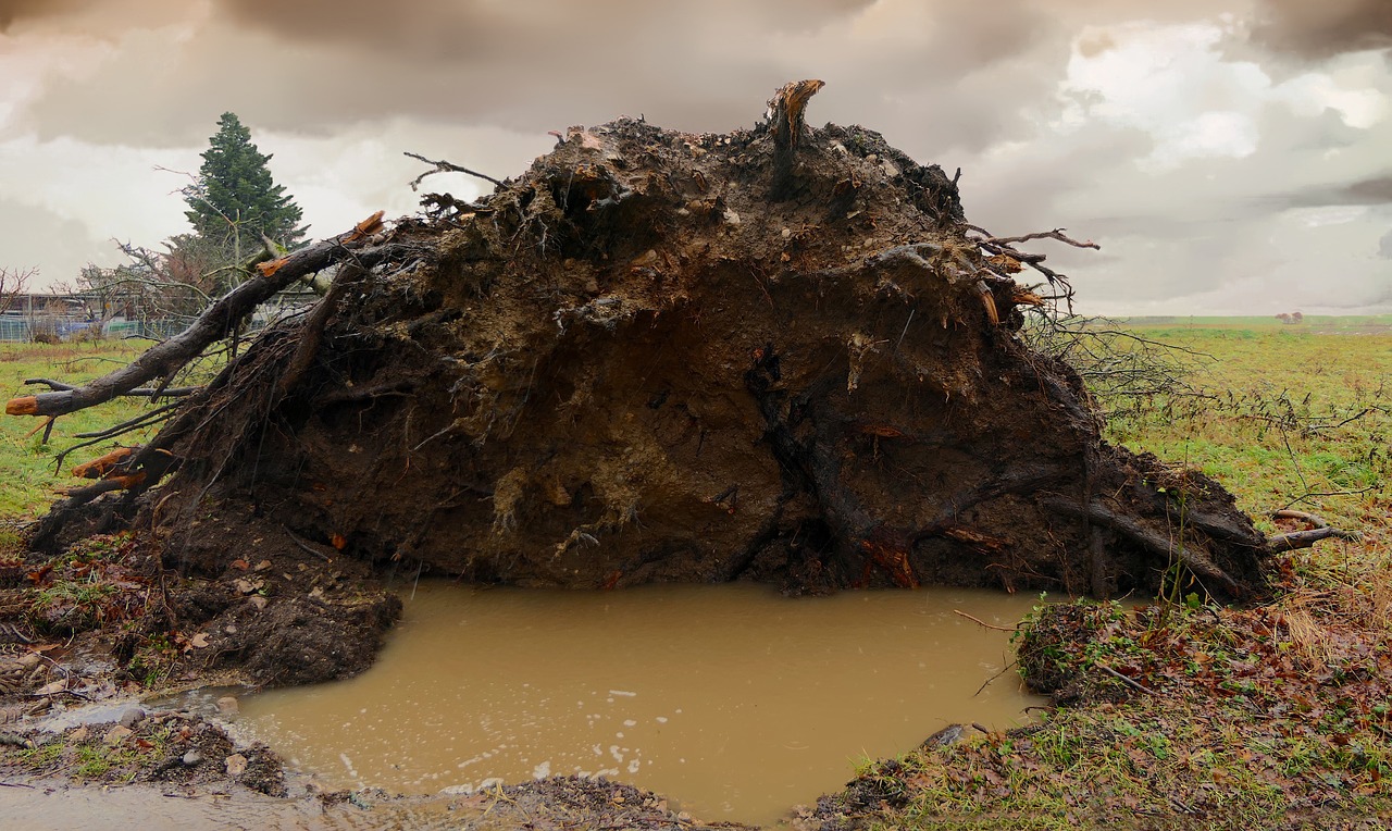 tree  uprooted  storm free photo