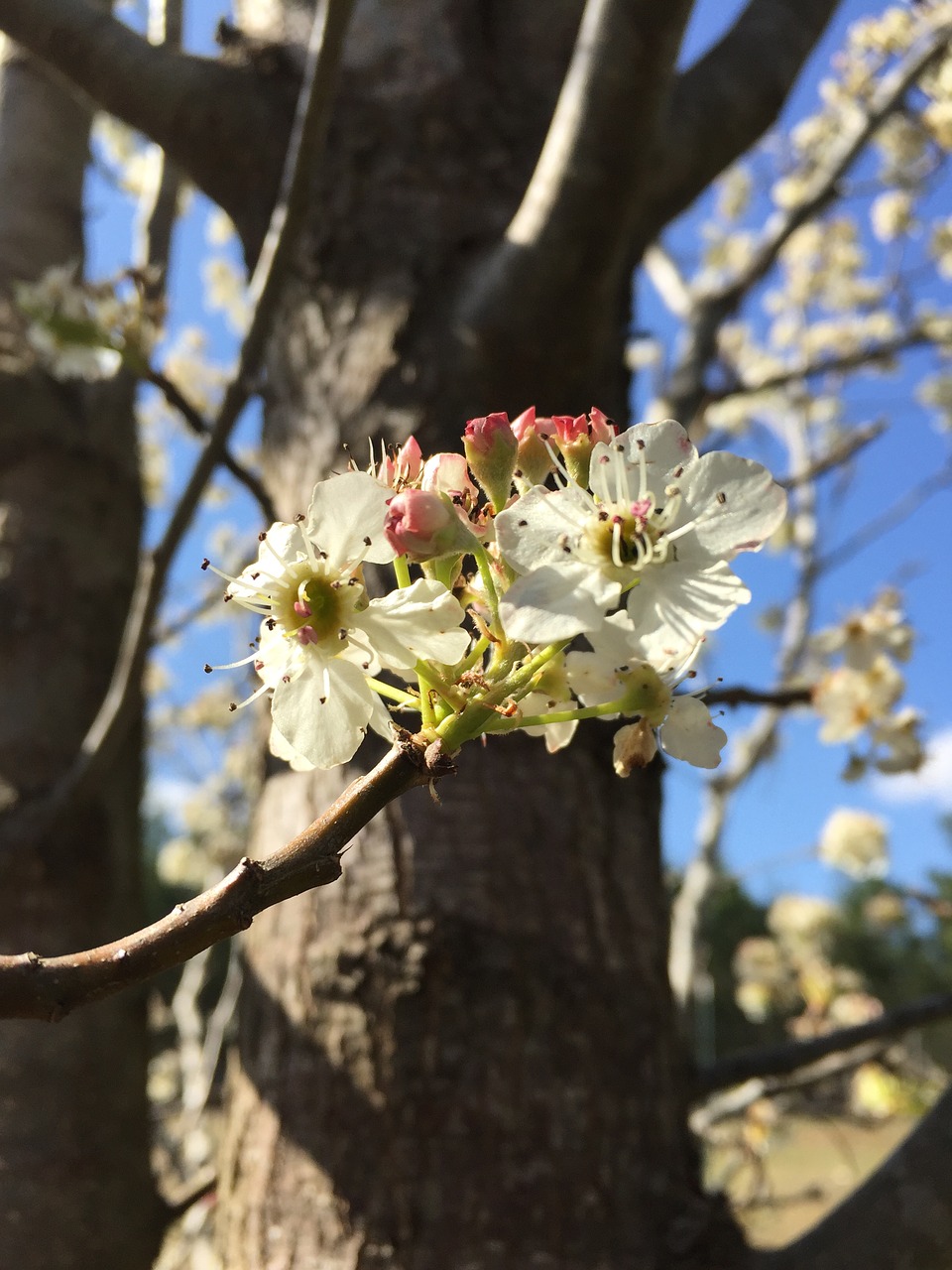 tree  nature  flower free photo