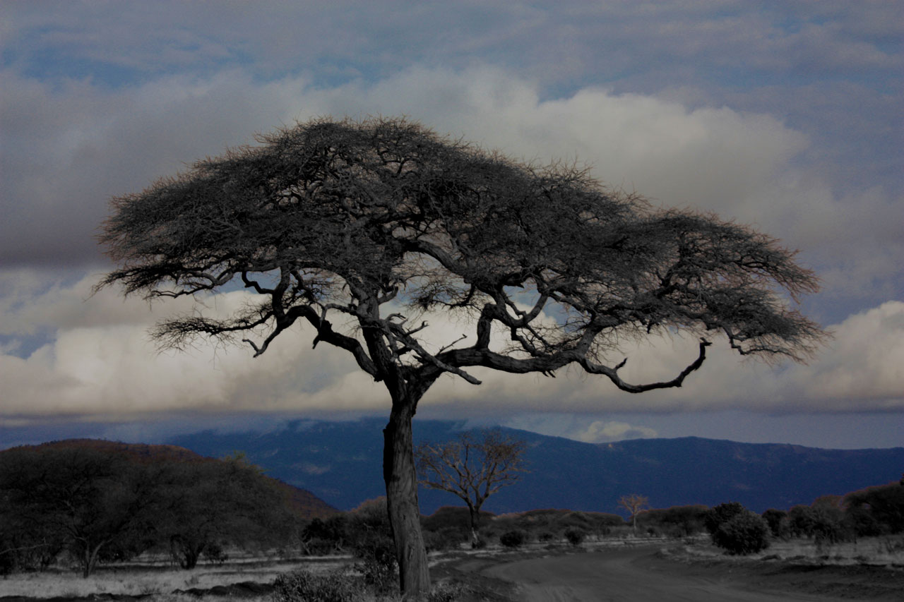 tree tsavo landscape free photo