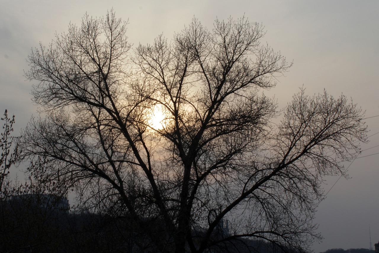 tree  nature  dawn free photo