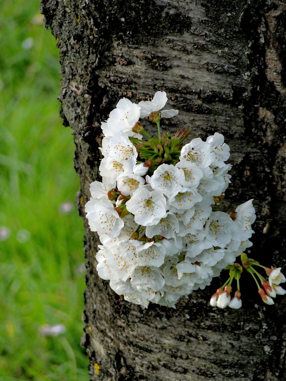 tree  nature  flora free photo