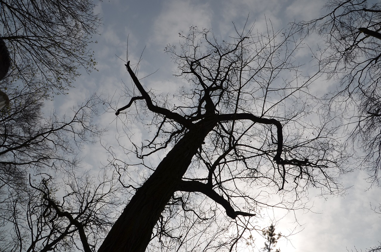 tree silhouette aesthetic free photo