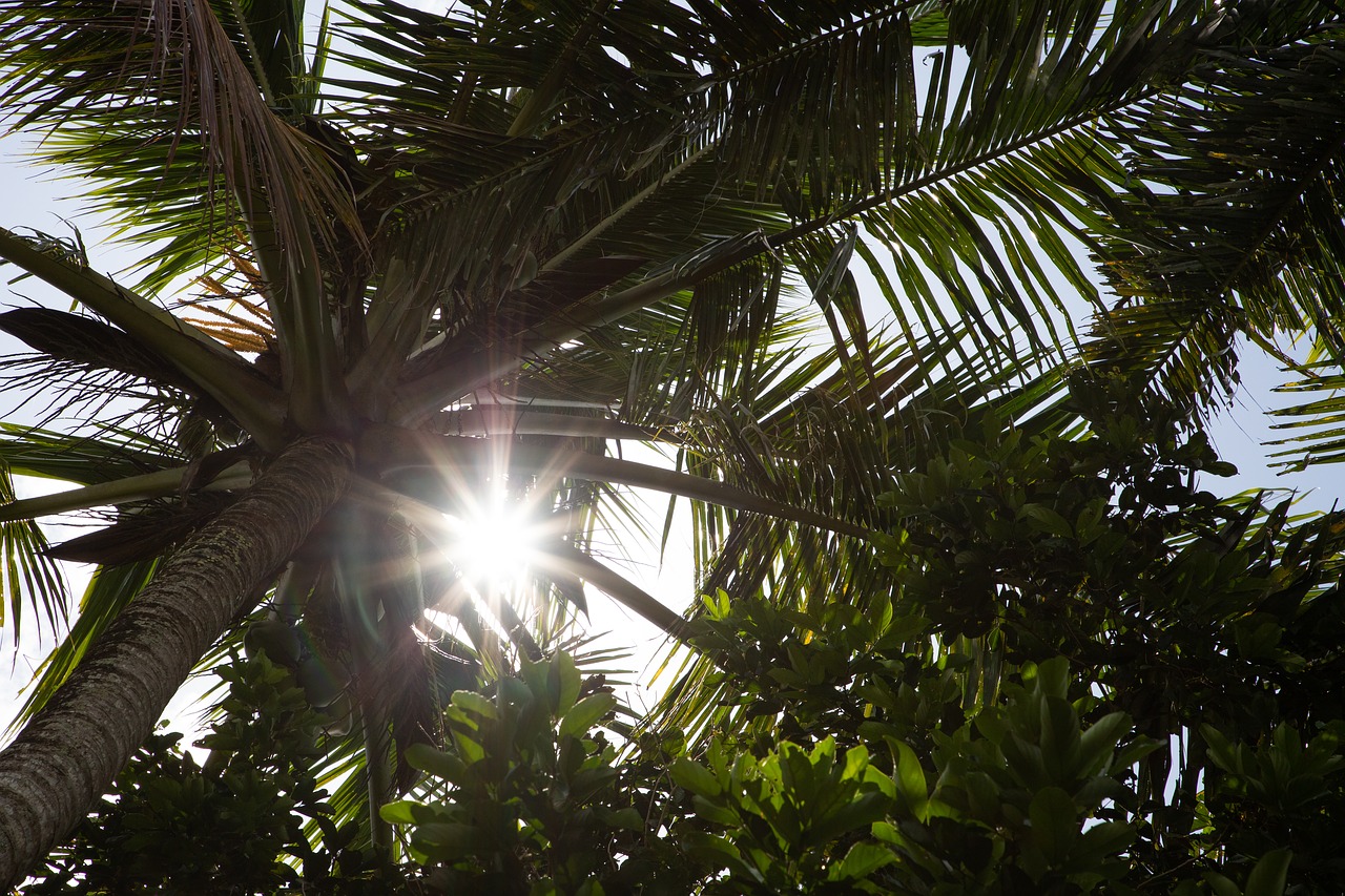 tree  palm  nature free photo