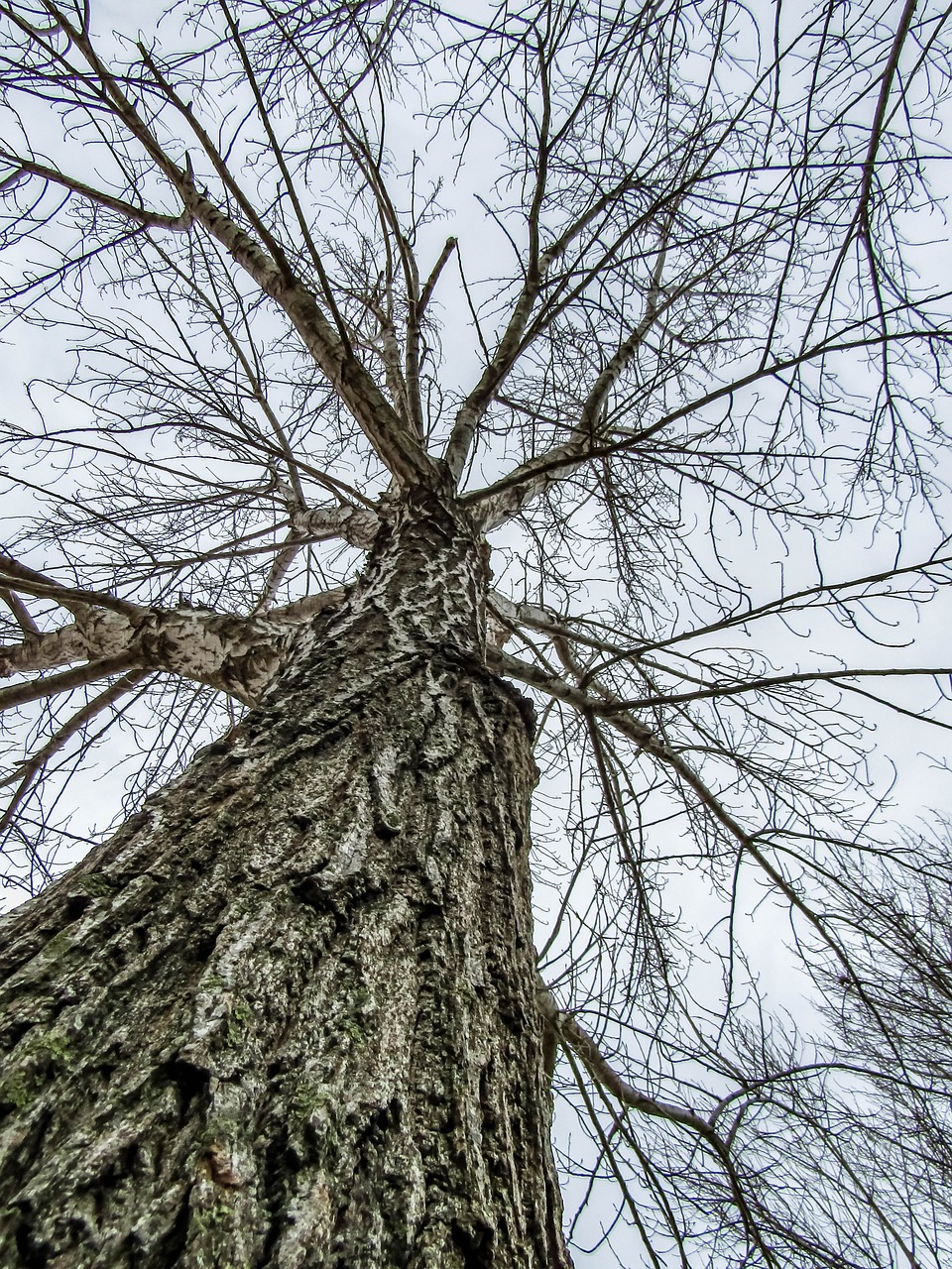 tree  wood  branch free photo