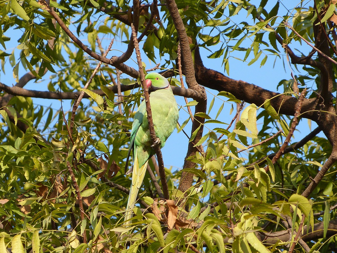 tree  nature  leaf free photo