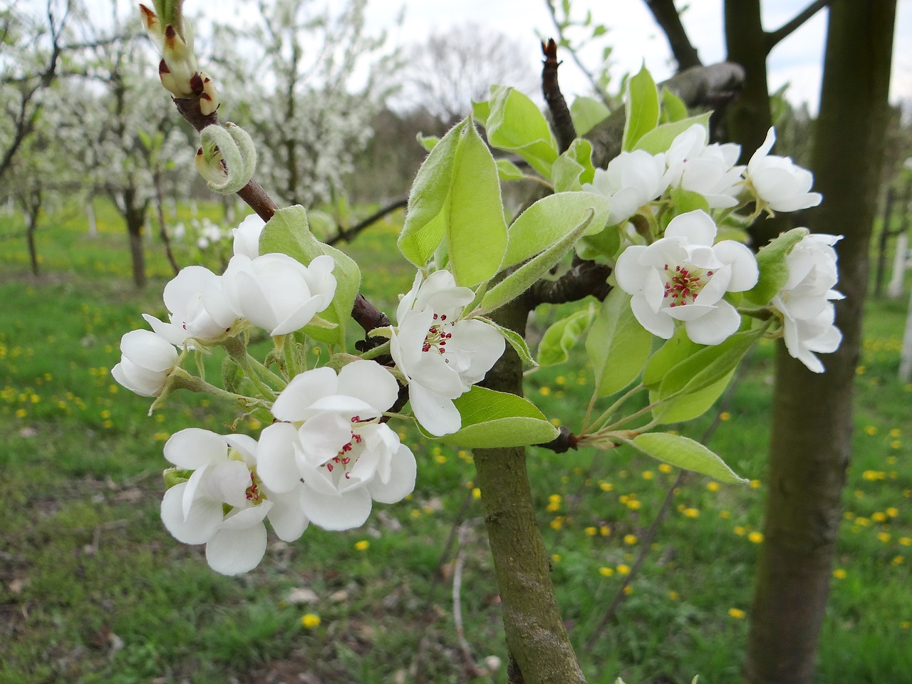 tree  branch  flower free photo