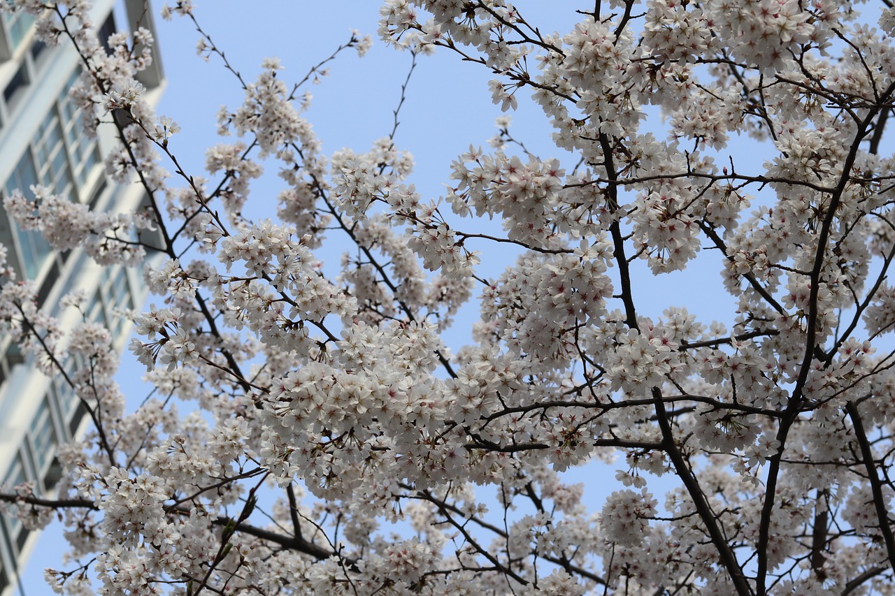 tree  branch  cherry free photo