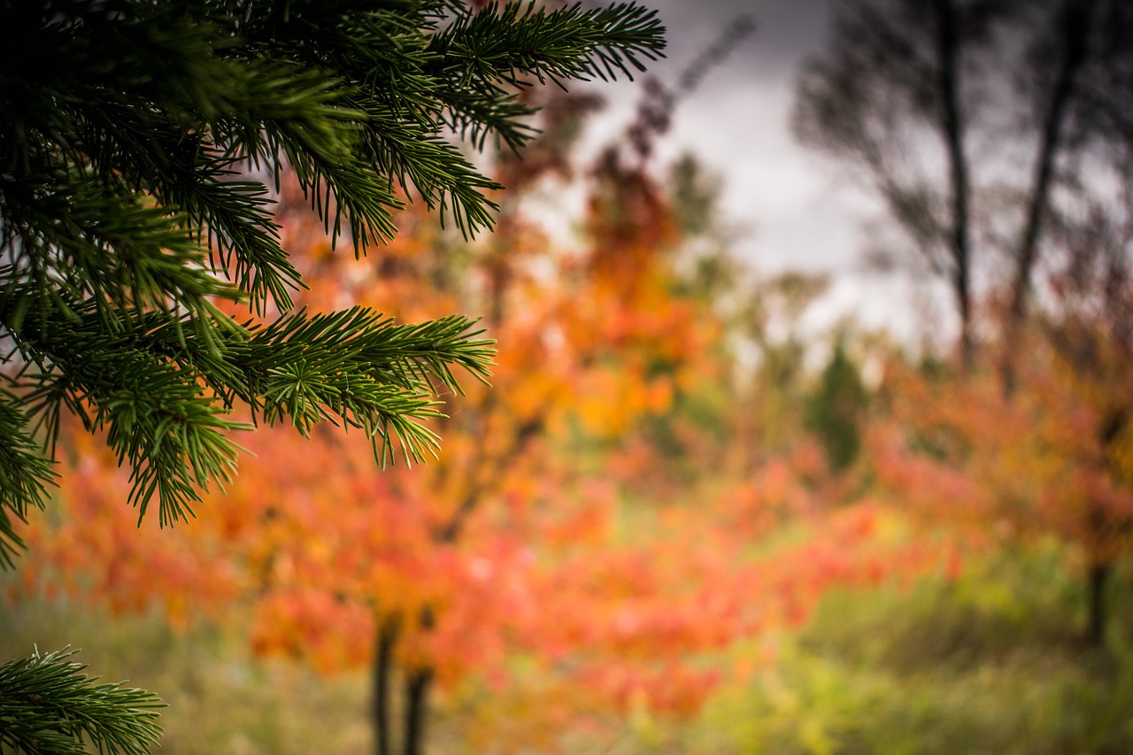 tree  nature  outdoors free photo