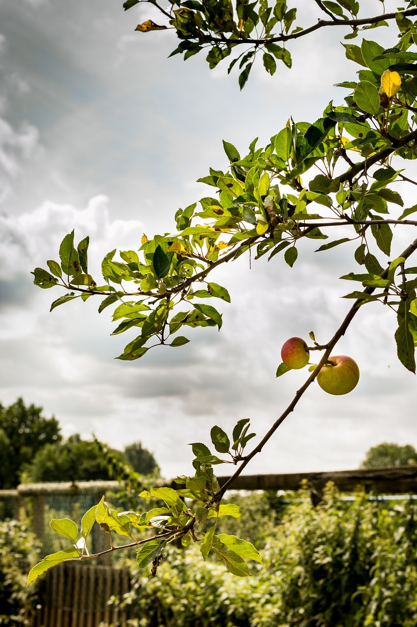 tree  nature  fruit free photo