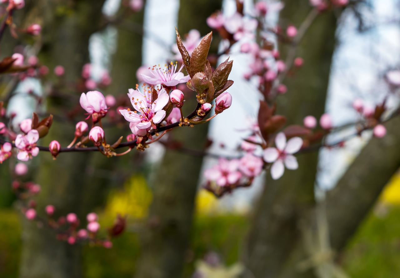 tree  nature  petal free photo