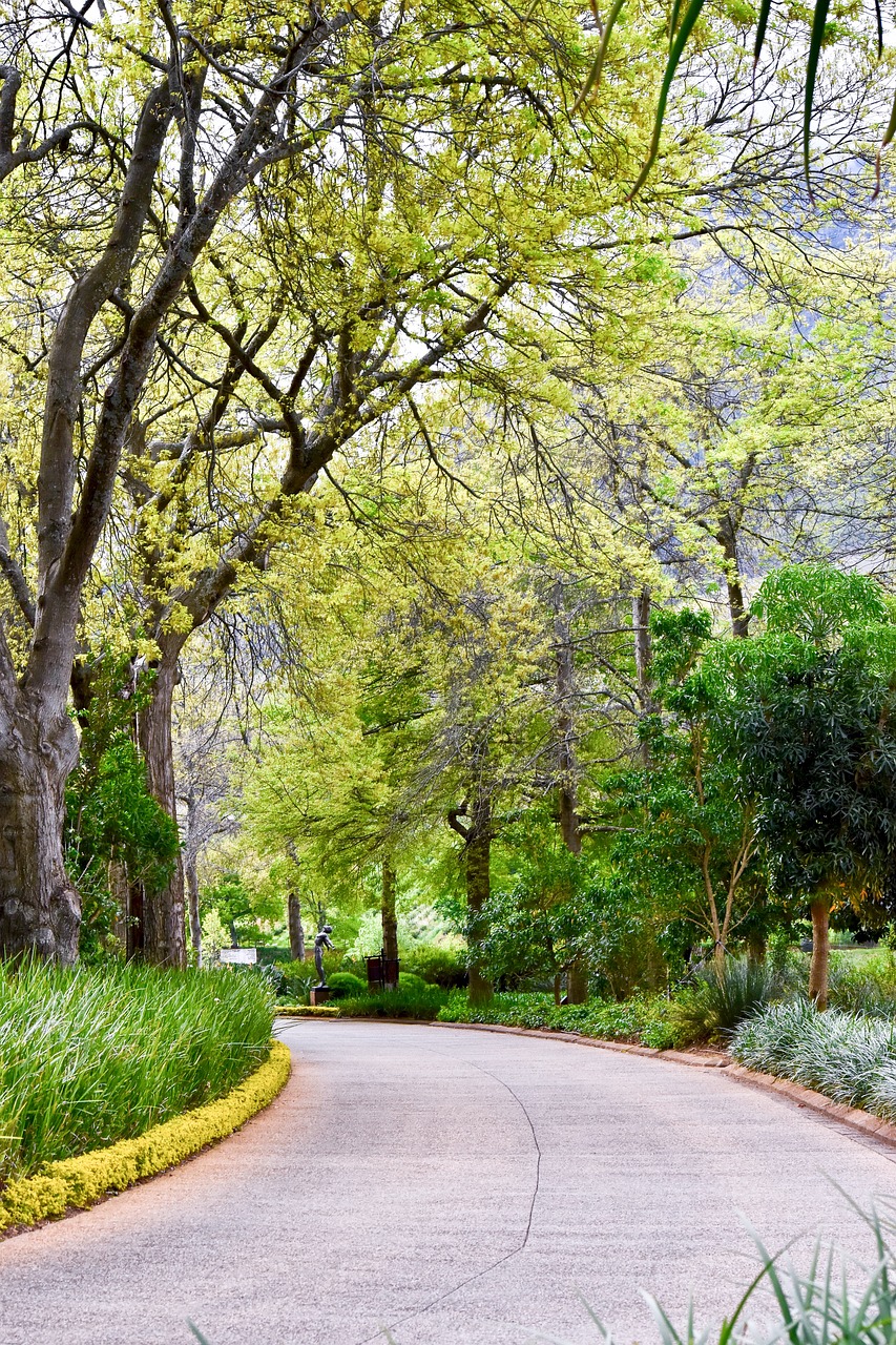 tree  nature  road free photo