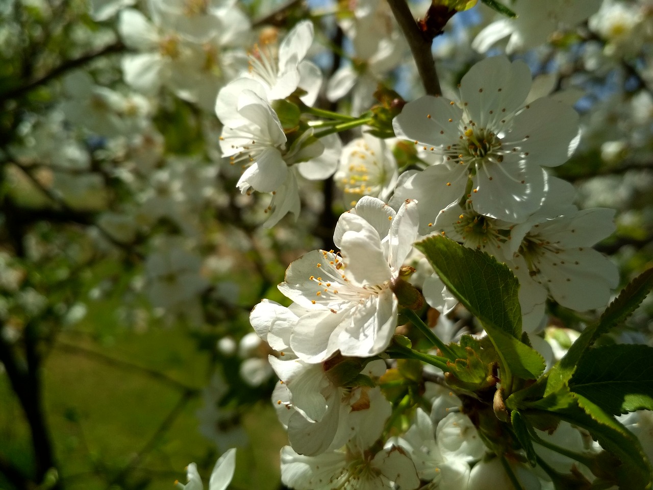 tree  flower  flora free photo