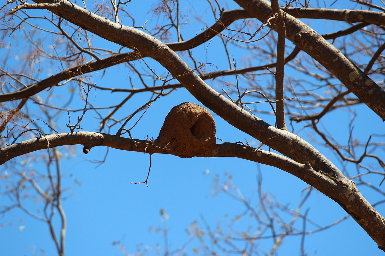 tree  nature  sky free photo