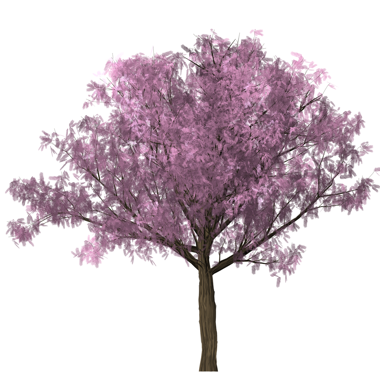 tree  design  graphics free photo