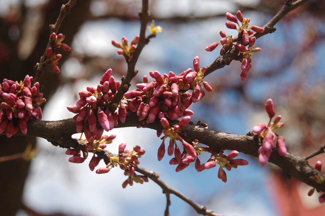 tree  branch  flower free photo