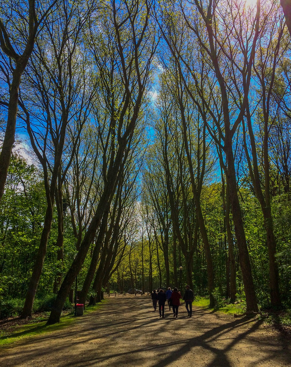 tree  wood  nature free photo