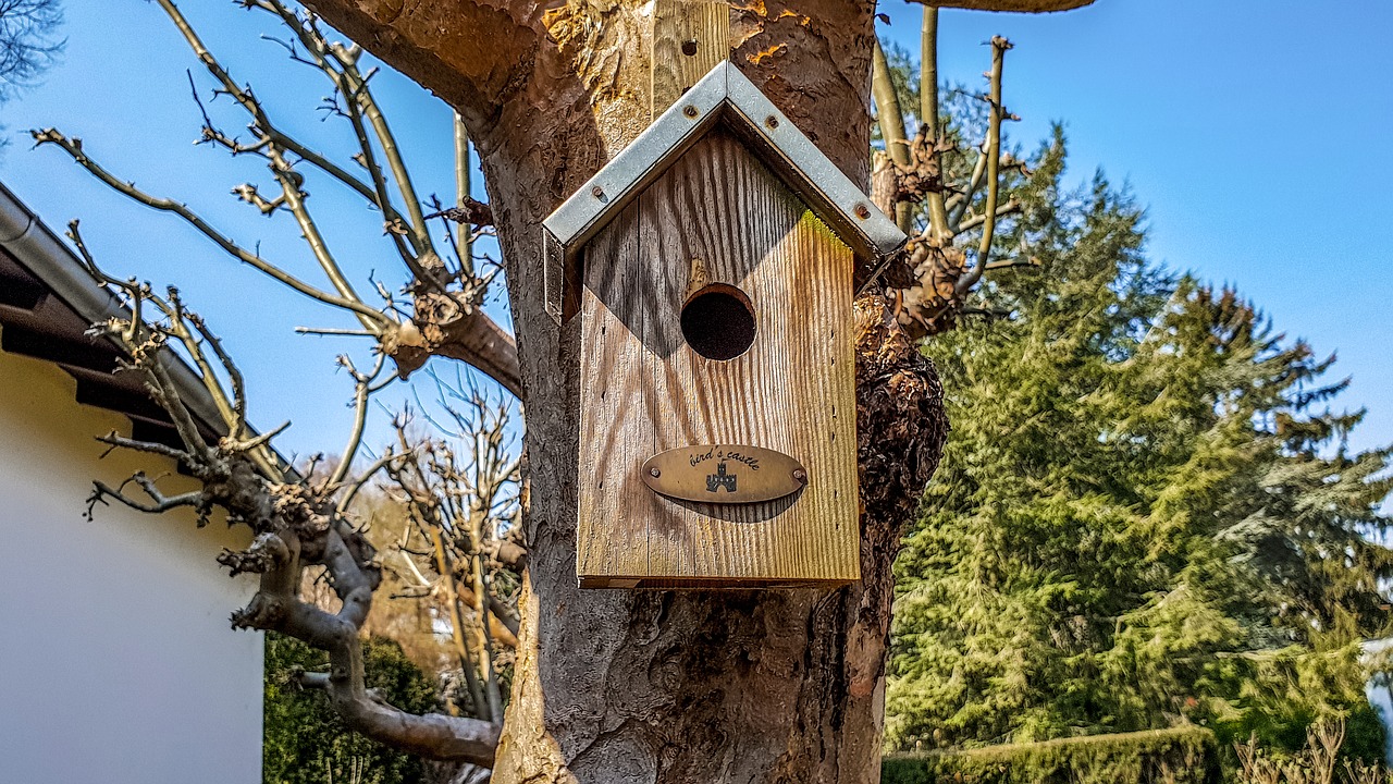 tree  bird feeder  wood free photo