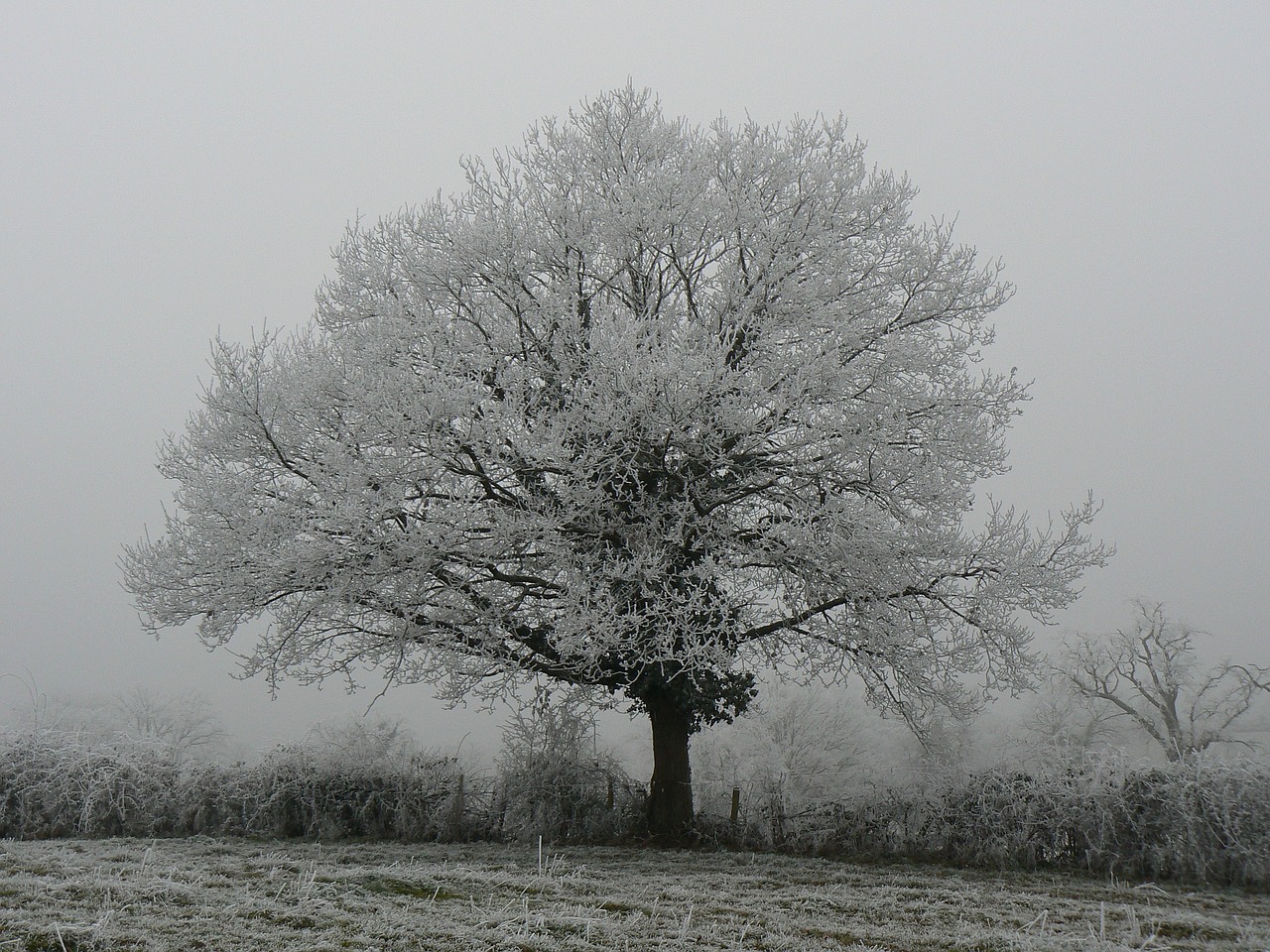 tree  landscape  fog free photo