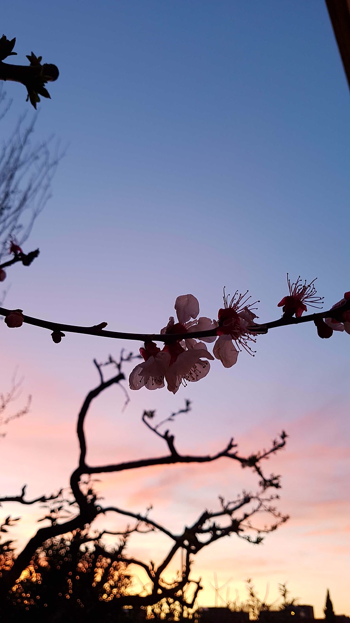 tree  sky  branch free photo