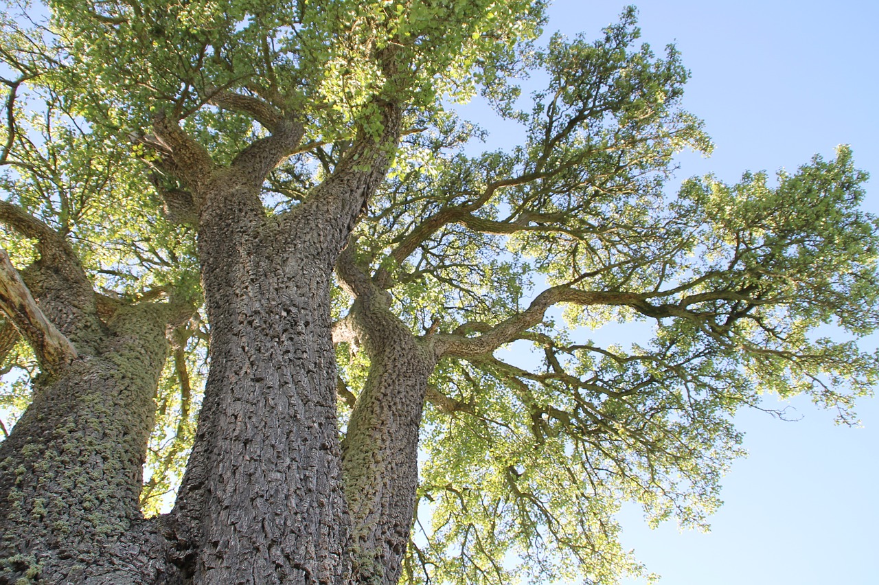 tree  nature  pear free photo