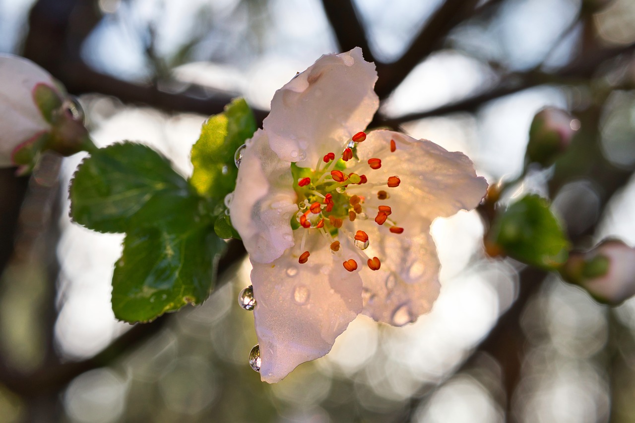 tree  nature  plant free photo