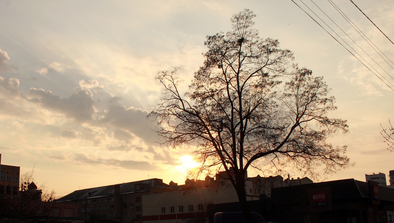 tree  nature  panoramic free photo