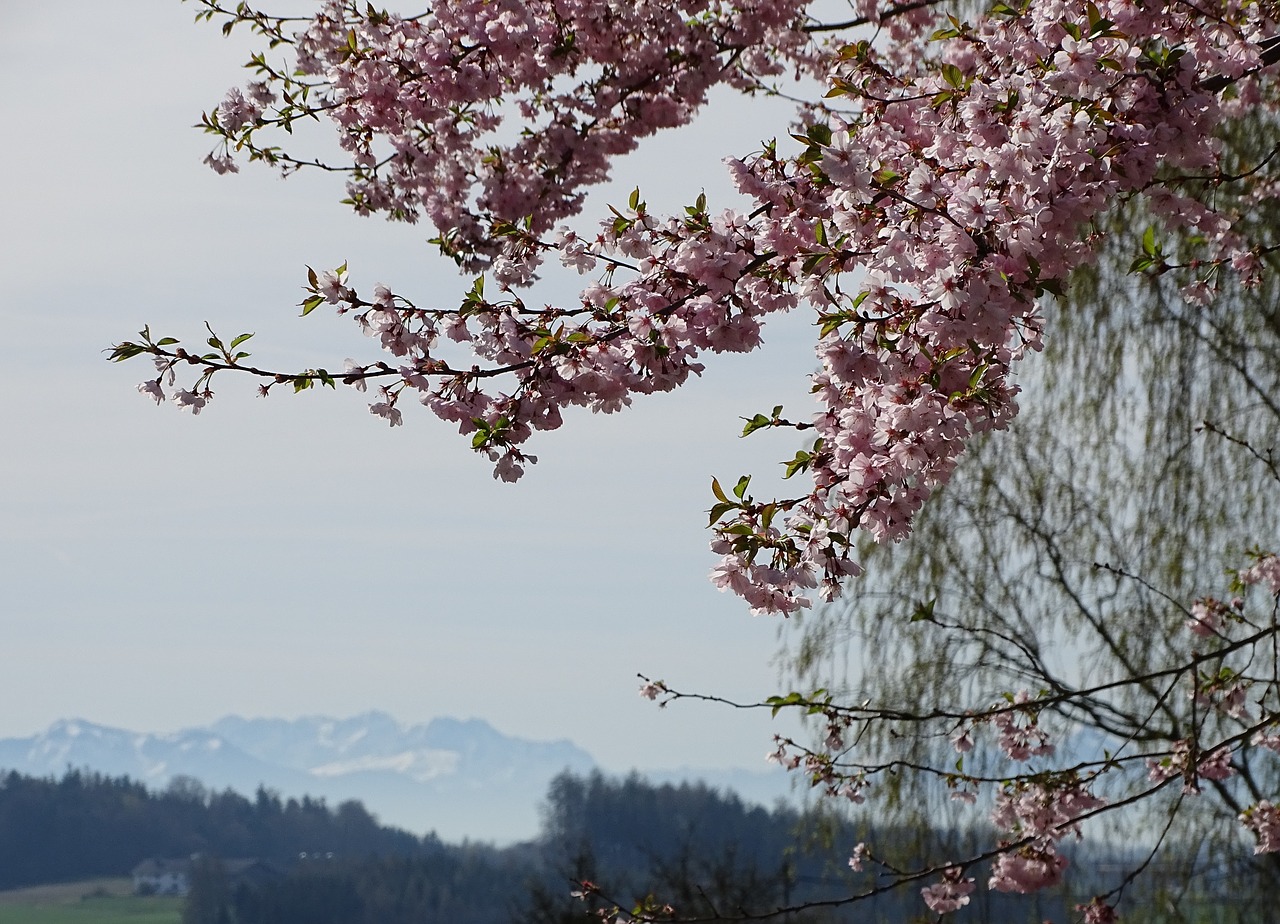 tree  cherry blossom  fruit tree blossom free photo