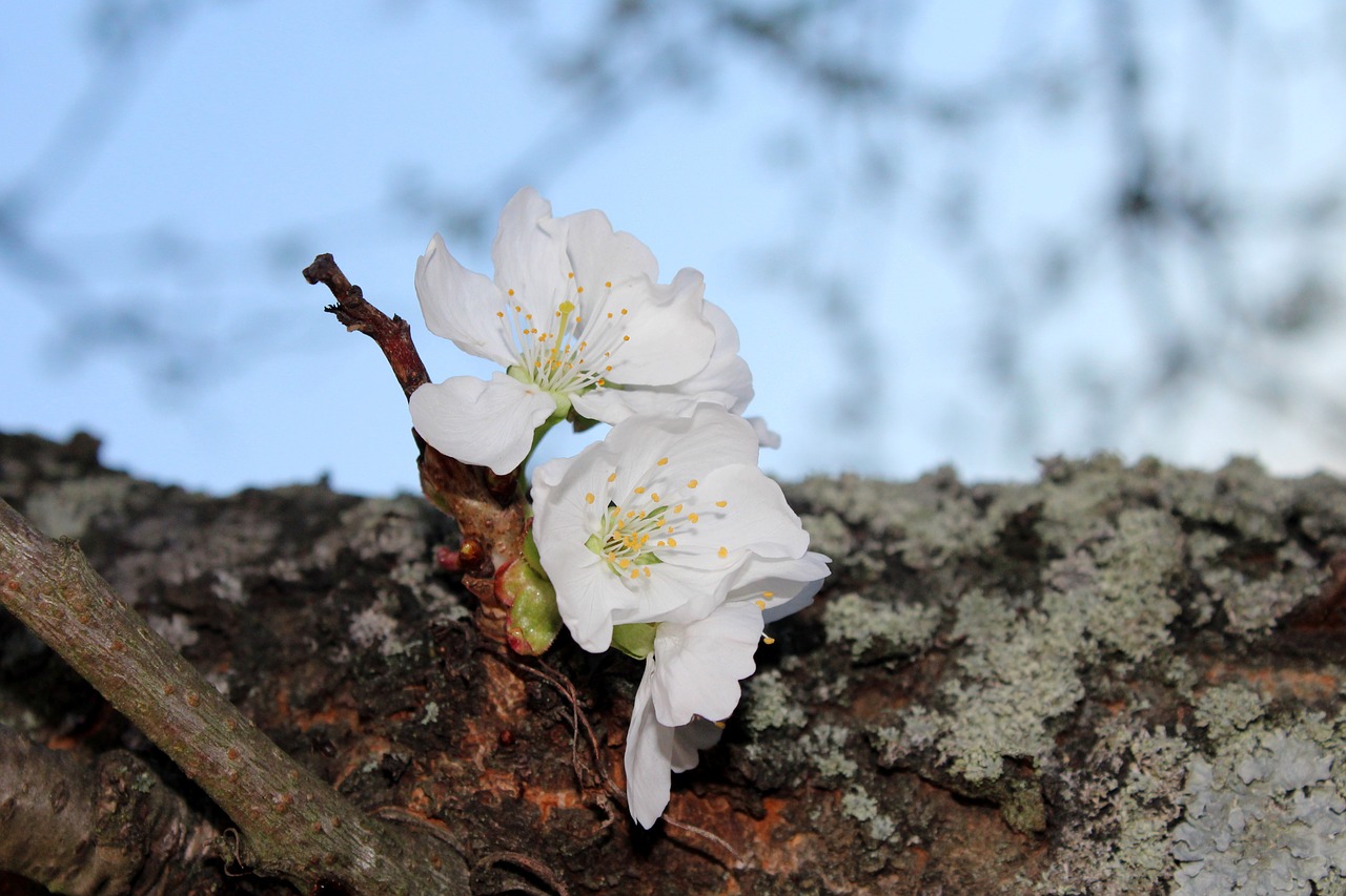 tree  cherry  nature free photo