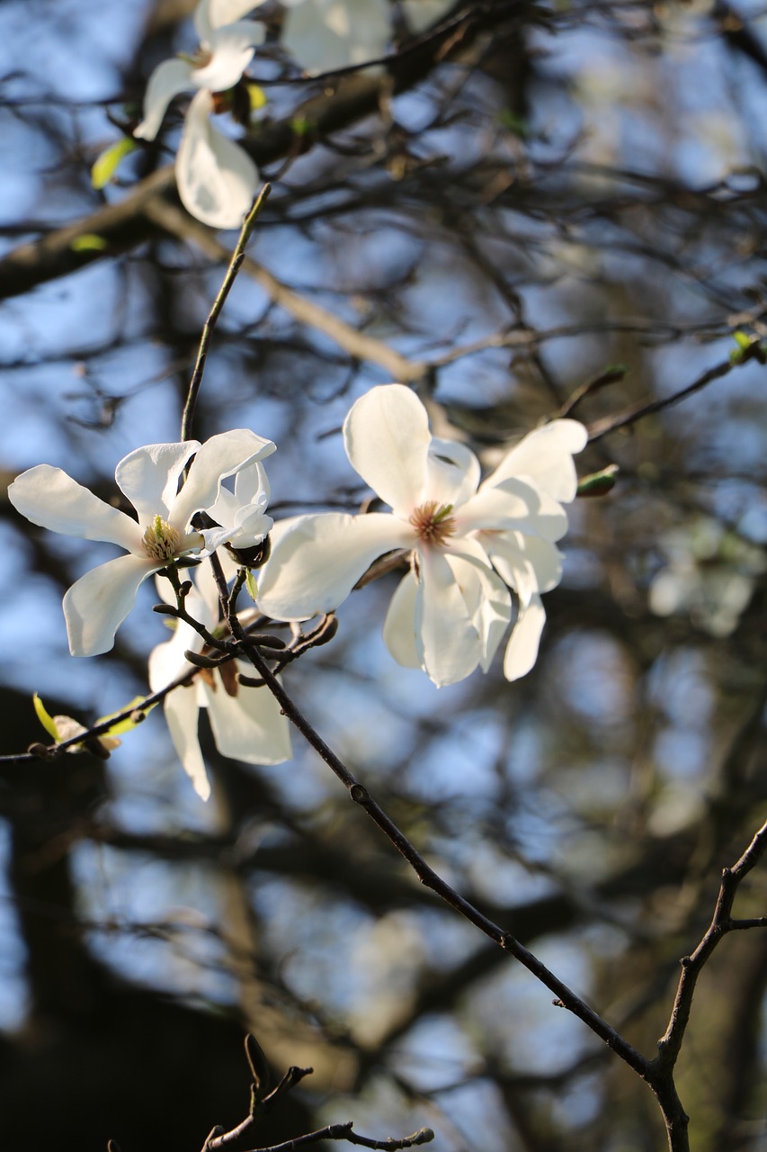 tree  branch  flower free photo