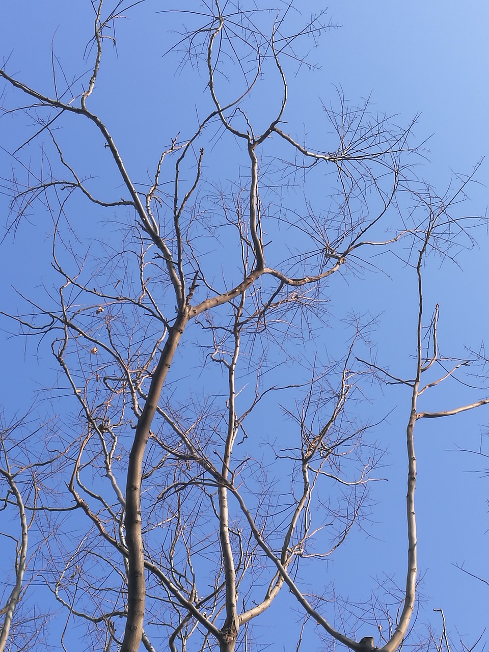 tree  branch  wood free photo