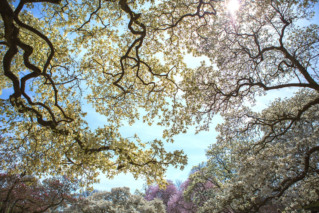 tree  branch  nature free photo