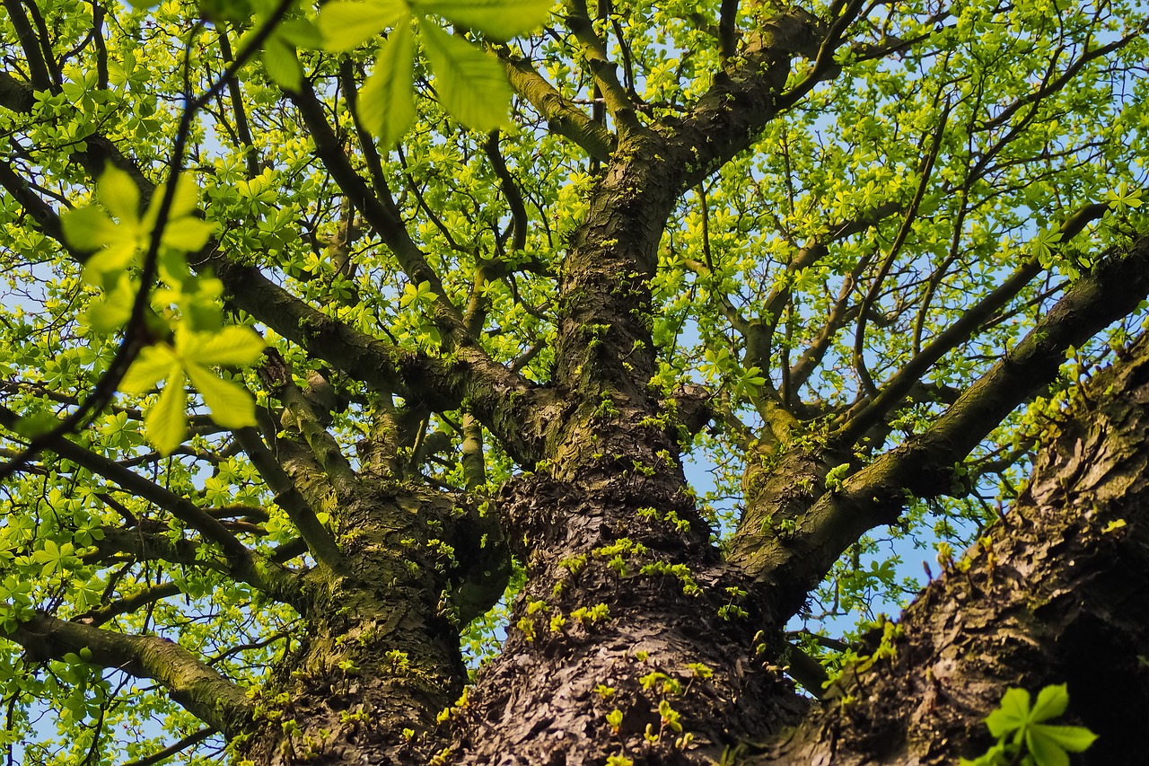 tree  nature  wood free photo