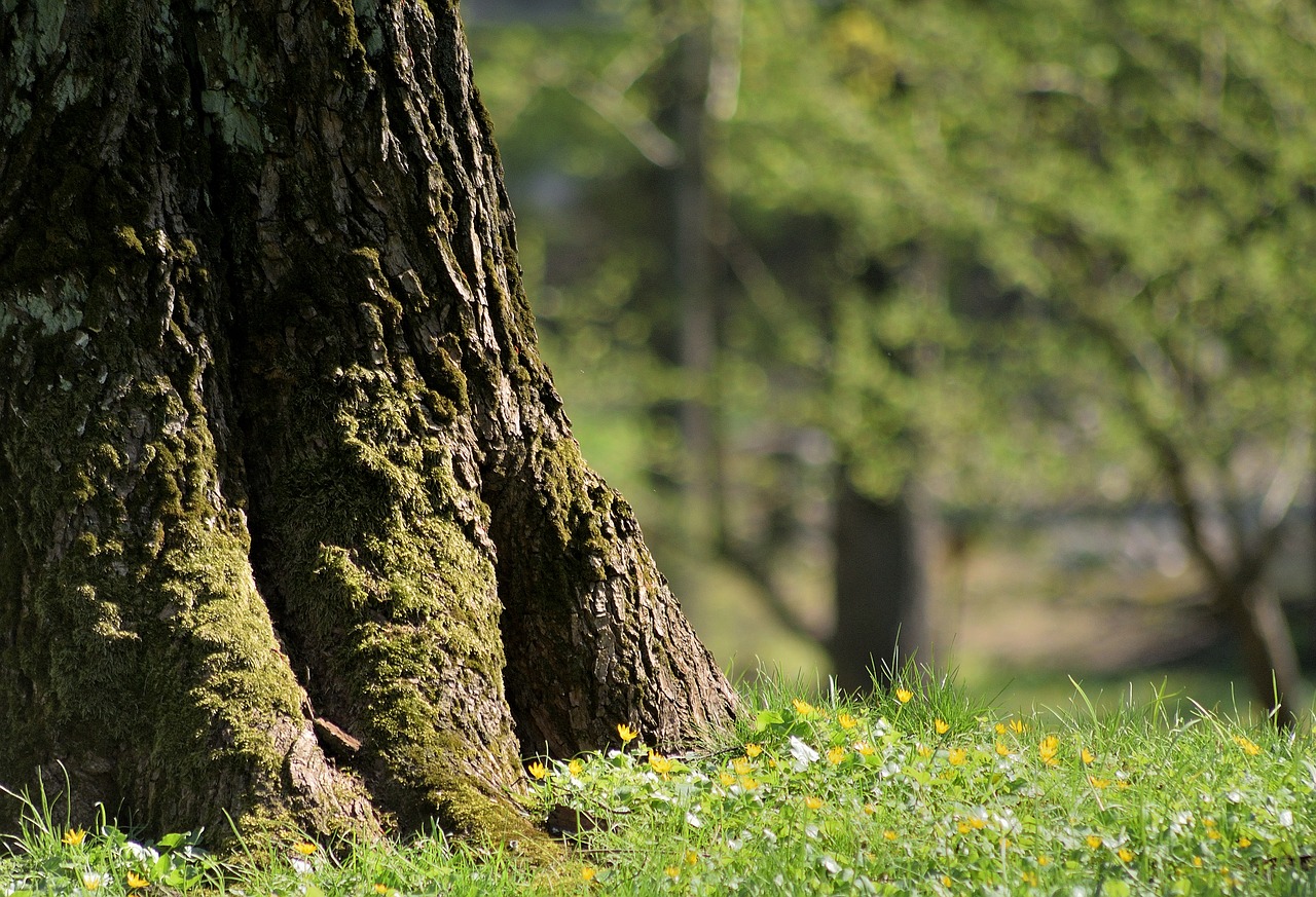 tree  spring  nature free photo