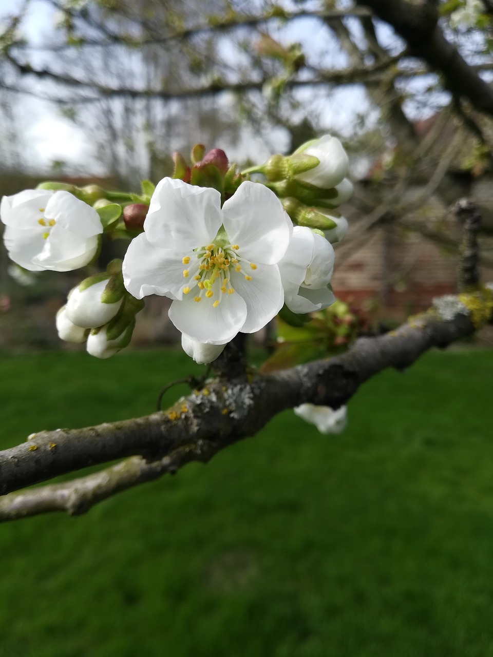 tree  flower  nature free photo