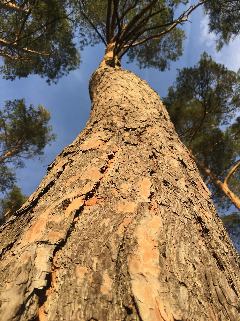 tree  nature  wood free photo