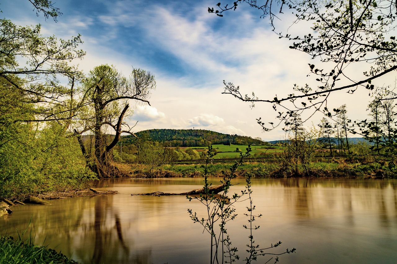 tree  nature  waters free photo