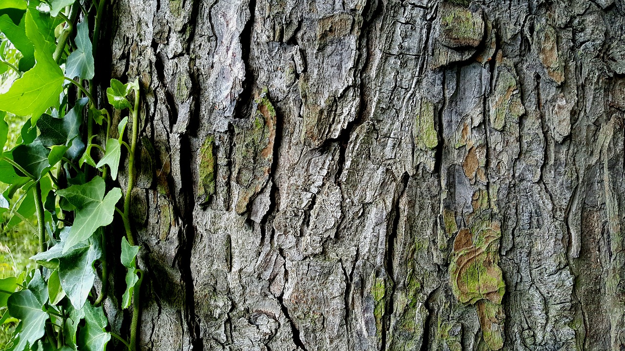 tree  bark  ivy free photo