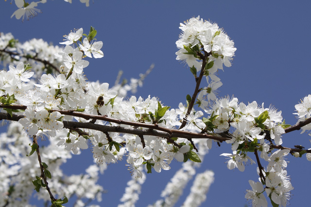 tree  cherry wood  branch free photo