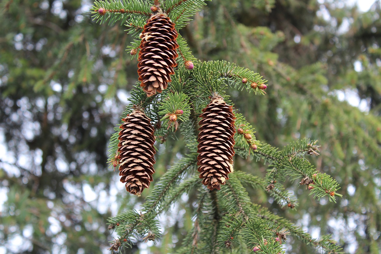 tree  nature  cones free photo