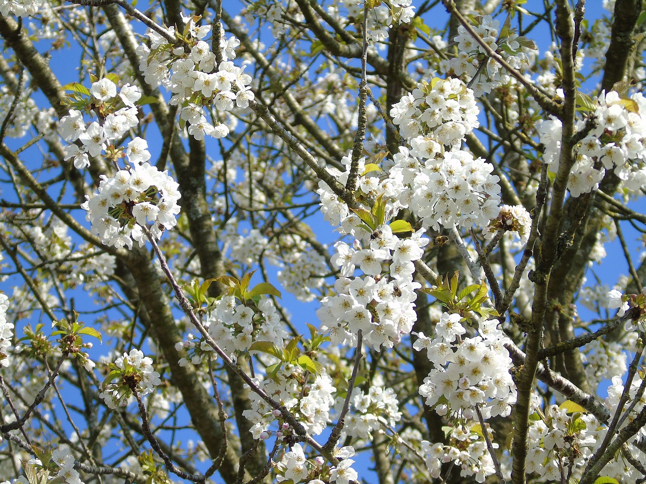 tree  branch  cherry free photo