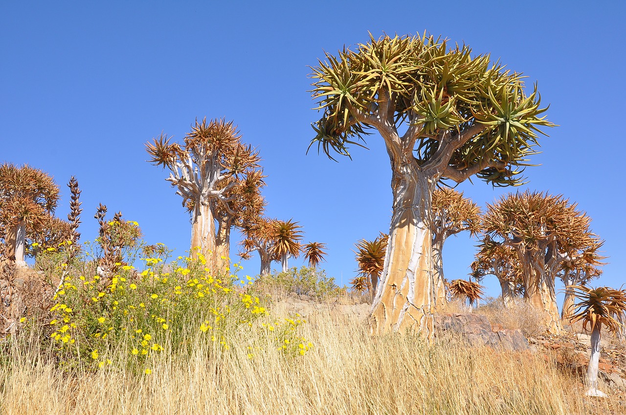 tree  nature  flora free photo