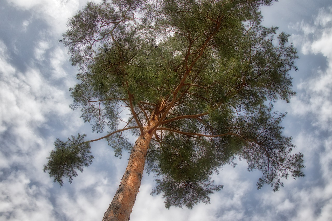 tree  nature  wood free photo